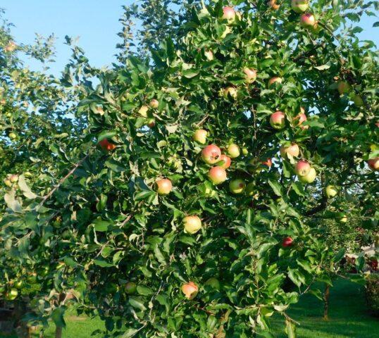 Сажистый грибок на яблоне: как и чем лечить