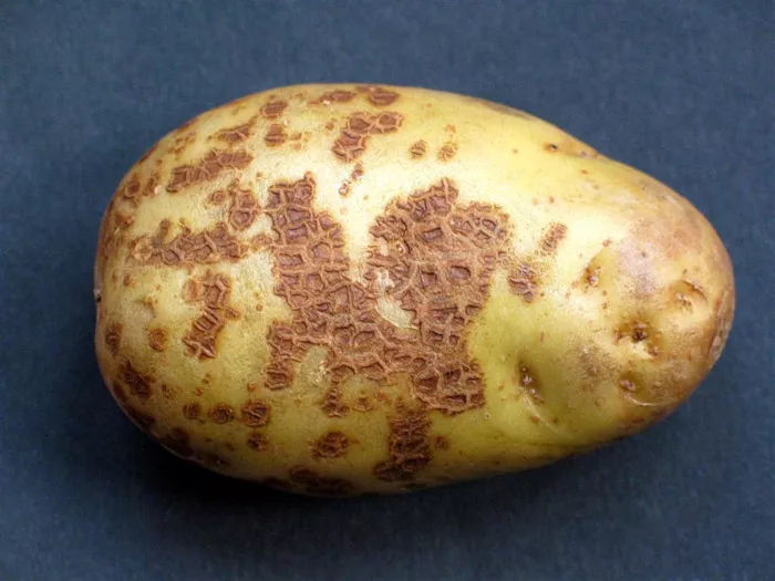 Односеменной картофель: характеристика и сравнение в таблицах, фото