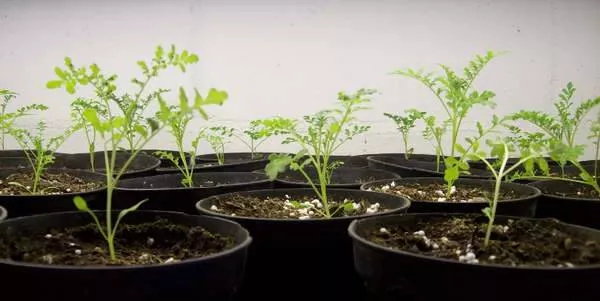 Схизантус: выращивание из семян + фото