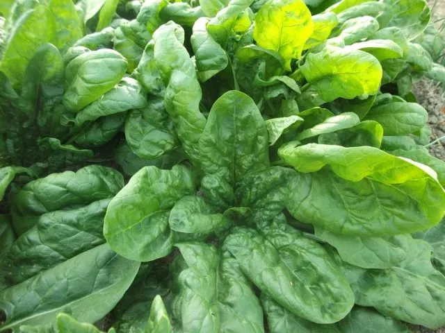 Садовый шпинат: полезные свойства, выращивание