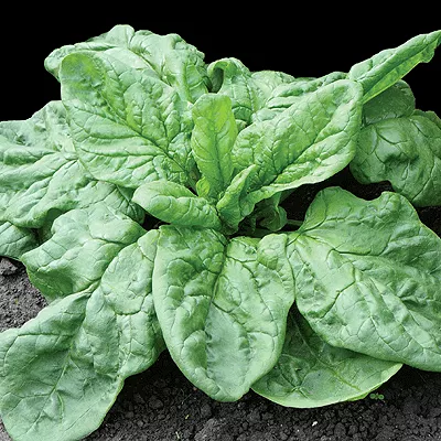 Садовый шпинат: полезные свойства, выращивание