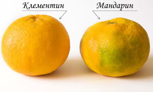 Смесь мандарина и апельсина. Название плода, фото гибрида, отличие