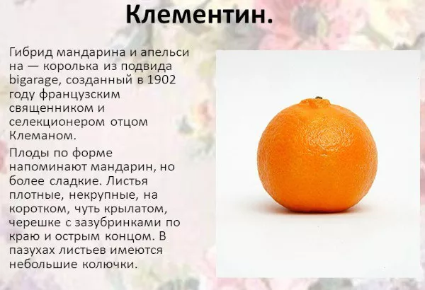 Смесь мандарина и апельсина. Название плода, фото гибрида, отличие