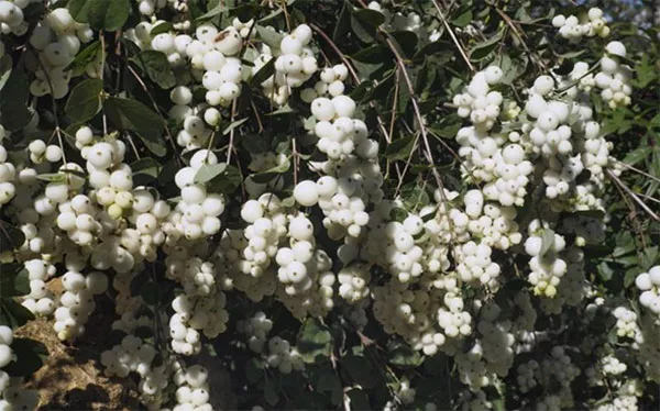 Снежная ягода: посадка и уход в открытом грунте, описание сортов с фото