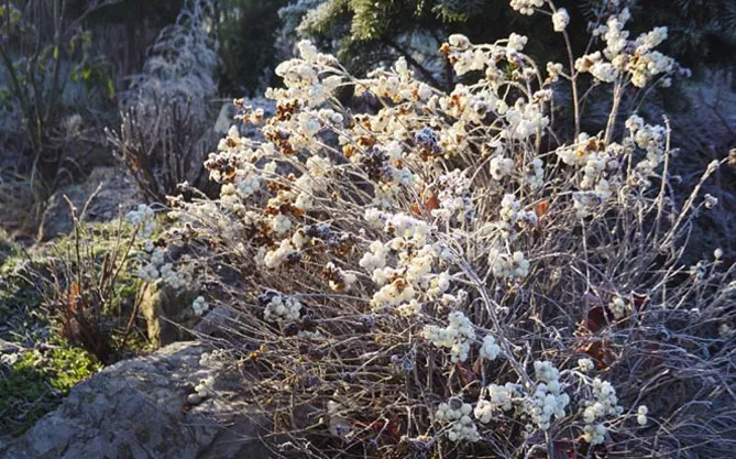 Снежная ягода: посадка и уход в открытом грунте, описание сортов с фото