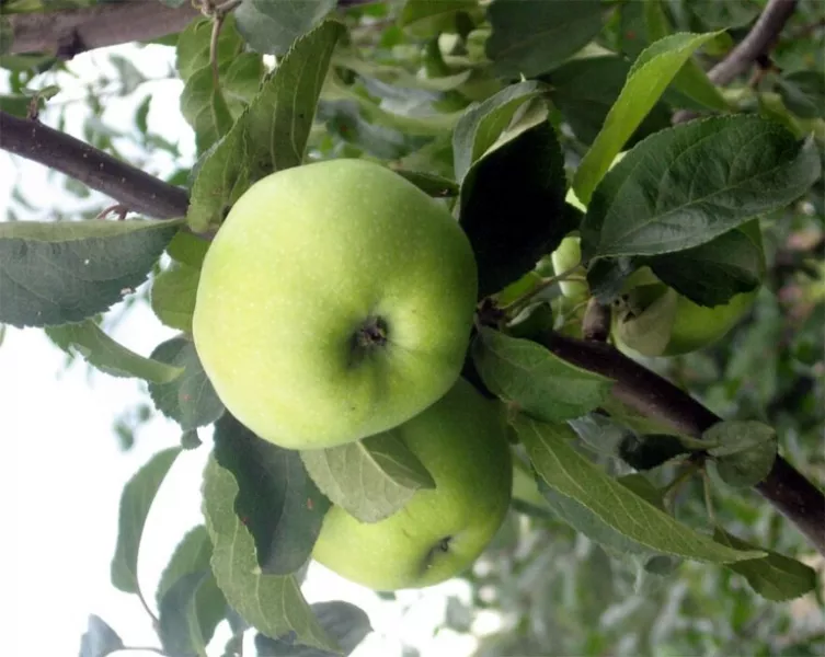 Сорт яблони Антоновка обыкновенная — описание, морозостойкость, фото, отзывы