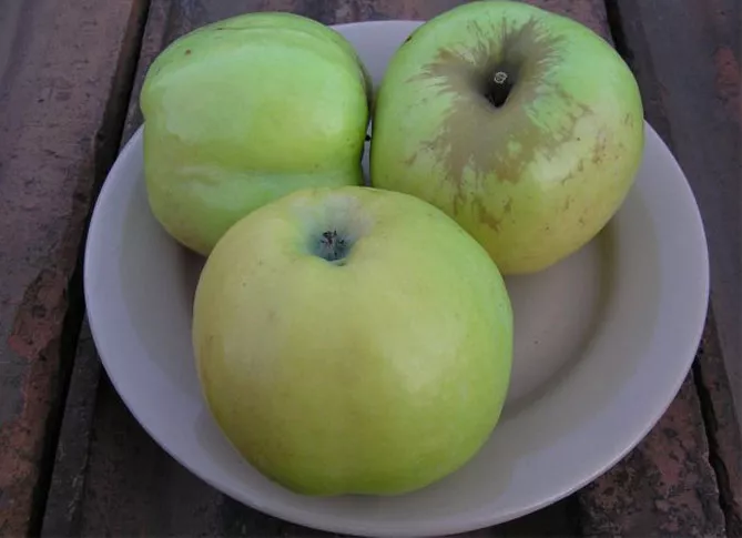 Сорт яблони Антоновка обыкновенная — описание, морозостойкость, фото, отзывы
