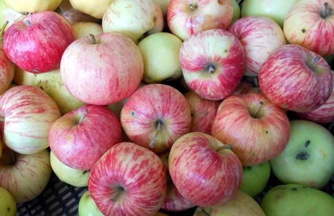 Сорт яблони Кэнди — описание и фото, отзывы садоводов