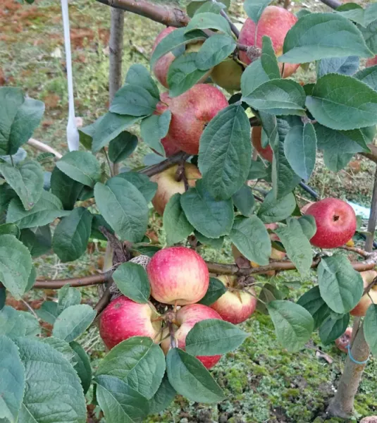 Сорт яблони Кэнди — описание и фото, отзывы садоводов