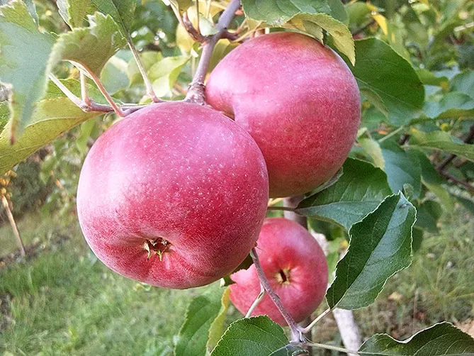 Сорт яблони Лигол — характеристика и описание, фото, отзывы садоводов