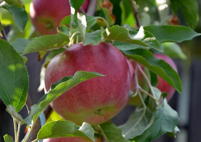 Сорт яблони Лигол — характеристика и описание, фото, отзывы садоводов