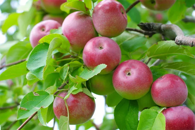 Сорт яблони Волчья — описание и фото, морозостойкость, отзывы