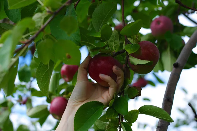 Сорт яблони Волчья — описание и фото, морозостойкость, отзывы