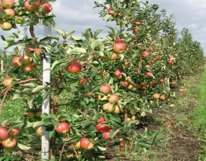 Сорт яблони Жигулевское — описание, морозостойкость, урожайность, фото и отзывы