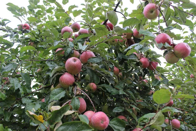 Сорт яблони Жигулевское — описание, морозостойкость, урожайность, фото и отзывы