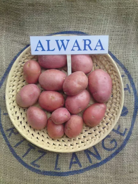 Картофель сорт Альвара: описание в таблице, отзывы, фото + сравнение