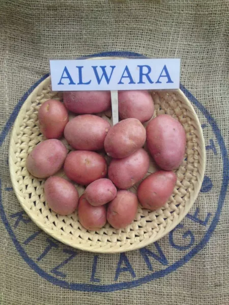 Картофель сорт Альвара: описание в таблице, отзывы, фото + сравнение