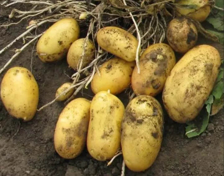 Сорт картофеля Армада: характеристика и сравнение с другими в таблицах, выращивание