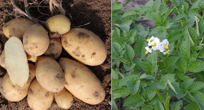 Сорт картофеля Армада: характеристика и сравнение с другими в таблицах, выращивание