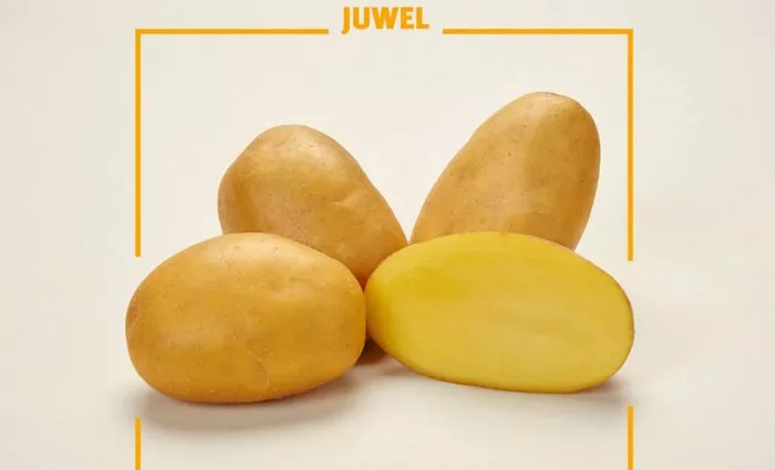 Сорт картофеля Ювель: характеристика, сравнение, отзывы