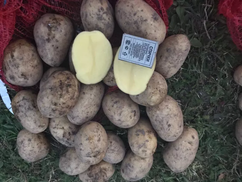 Сорт картофеля Ювель: характеристика, сравнение, отзывы