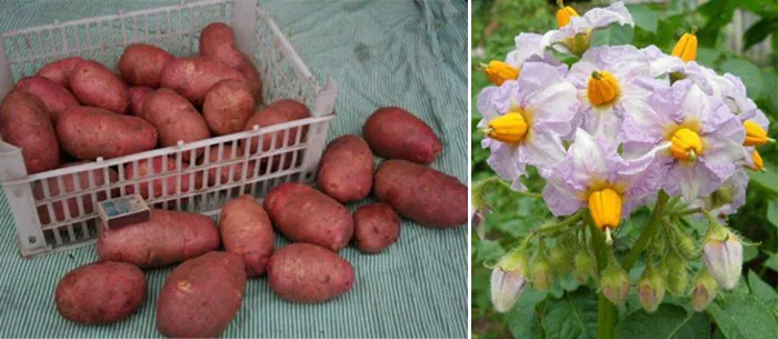 Ильинский сорт картофеля: фото, характеристики и сравнение в таблице, отзывы