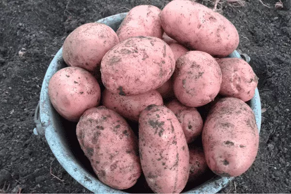 Ильинский сорт картофеля: фото, характеристики и сравнение в таблице, отзывы