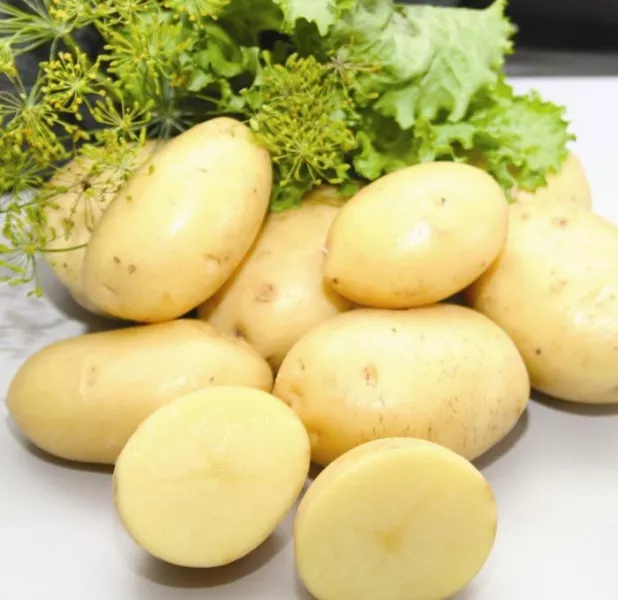 Сорт картофеля Импала: характеристики в таблице, отзывы, фото