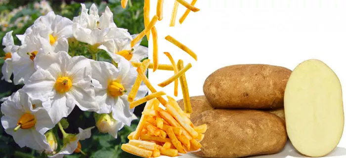 Сорт картофеля Инноватор: характеристика и сравнение в таблицах, отзывы