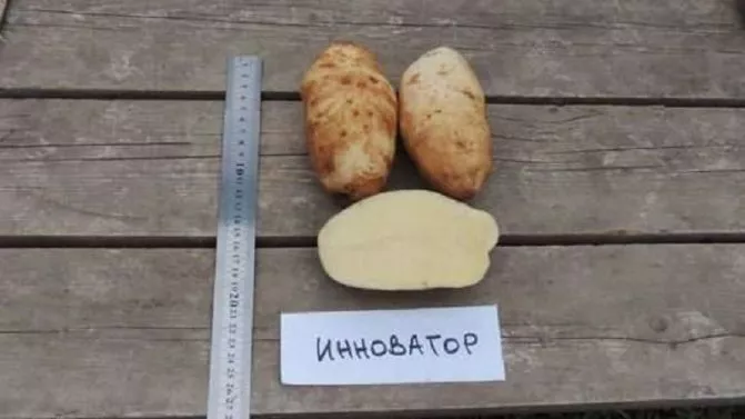 Сорт картофеля Инноватор: характеристика и сравнение в таблицах, отзывы