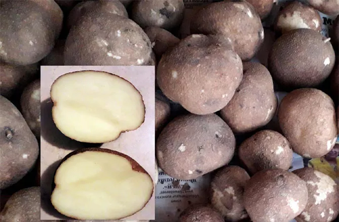Сорт картофеля Киви — описание и характеристики, фото, отзывы