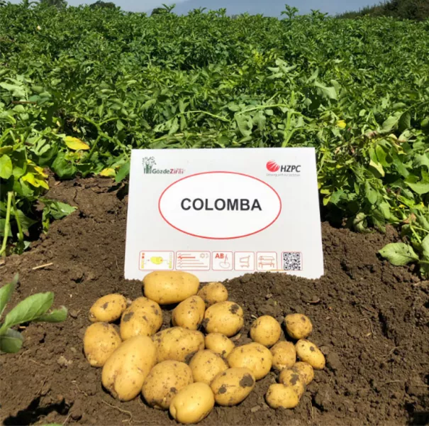 Сорт картофеля Коломбо: характеристика и описание, отзывы, фото