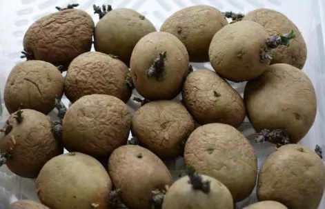 Сорт картофеля Коломбо: характеристика и описание, отзывы, фото