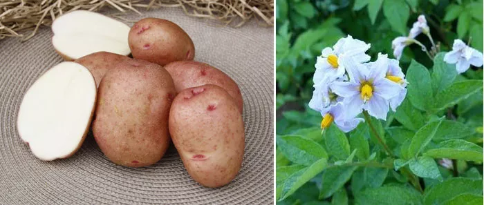 Сорт картофеля Гуапо: характеристика, сравнение в таблице, отзывы