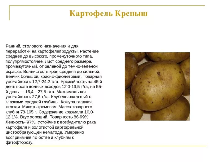 Сорт картофеля Крепыш: описание, сравнение в таблицах + реальные отзывы