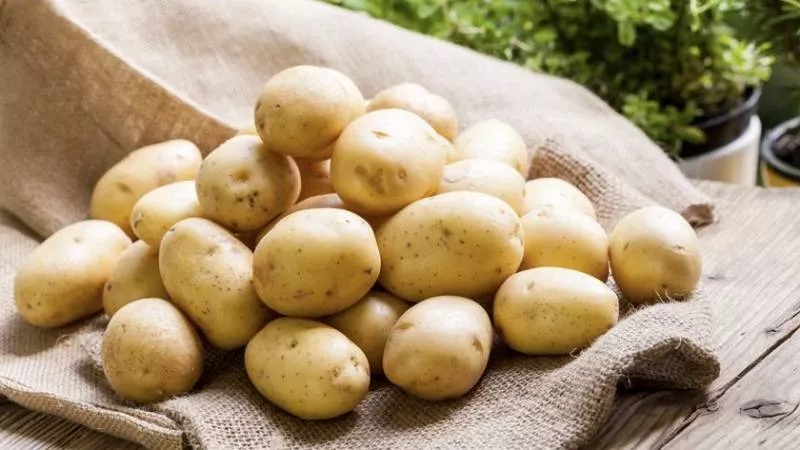 Сорт картофеля Крепыш: описание, сравнение в таблицах + реальные отзывы