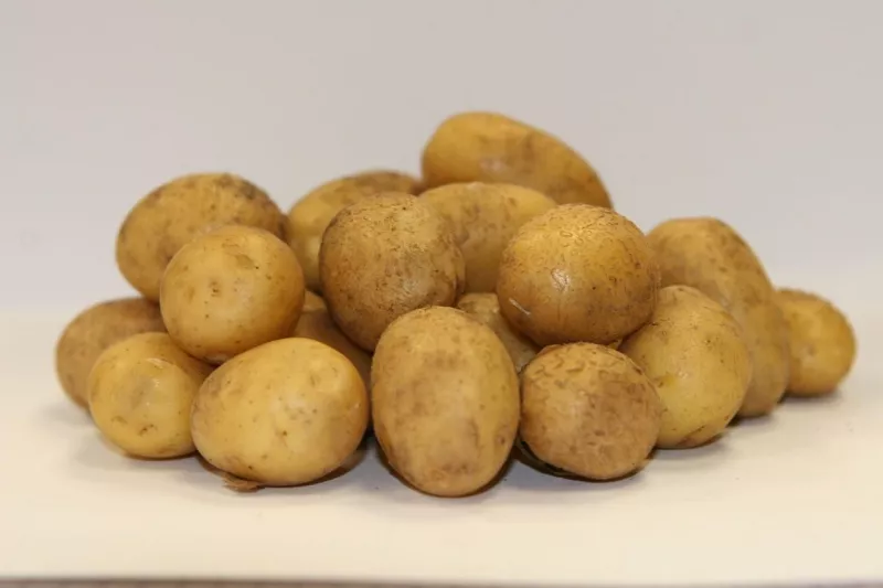 Сорт картофеля Латона: характеристика и сравнение в таблицах, отзывы