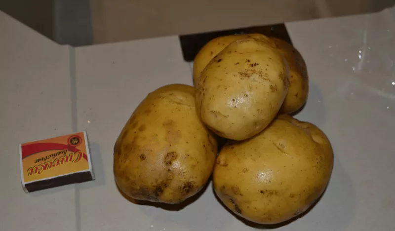Сорт картофеля Латона: характеристика и сравнение в таблицах, отзывы