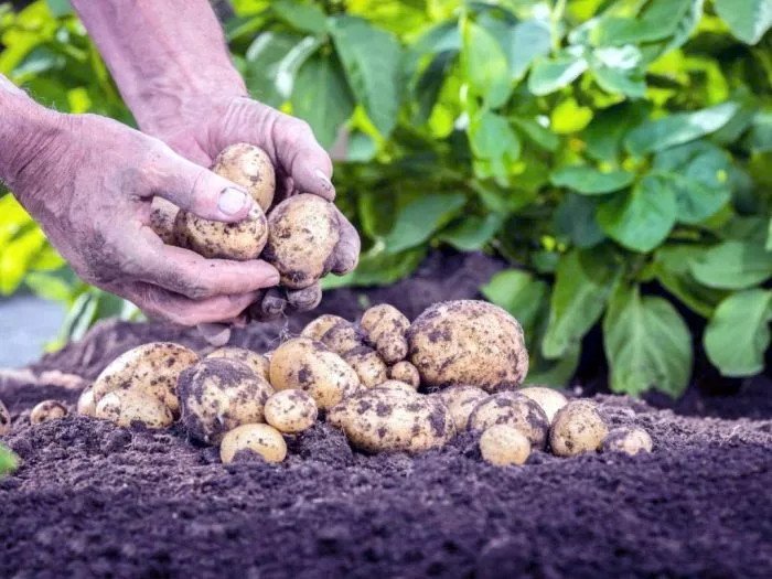 Сорт картофеля Лилли: характеристика и сравнение с другими в таблицах, выращивание