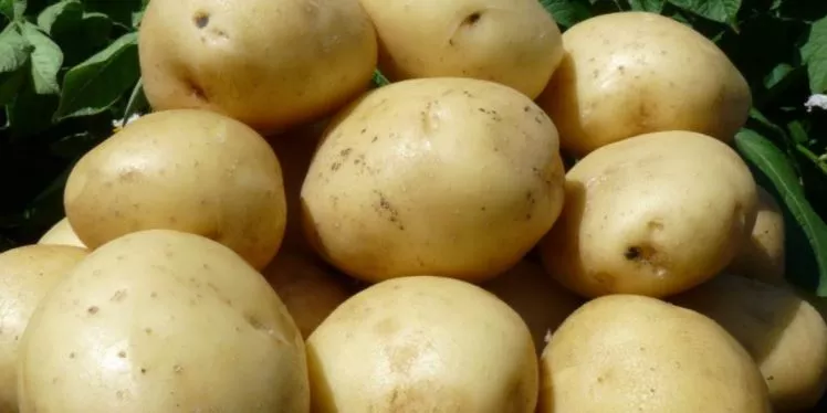Сорт картофеля Лилли: характеристика и сравнение с другими в таблицах, выращивание