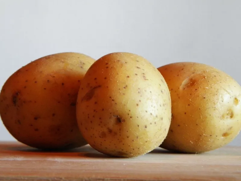 Сорт картофеля Метеор: описание и сравнение с другими в таблице, посадка и уход, отзывы