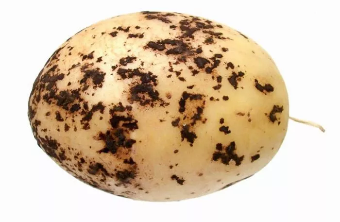 Сорт картофеля Метеор: описание и сравнение с другими в таблице, посадка и уход, отзывы
