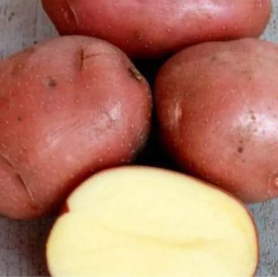 Сорт картофеля Мишка: описание, сравнение в таблицах + мнения специалистов