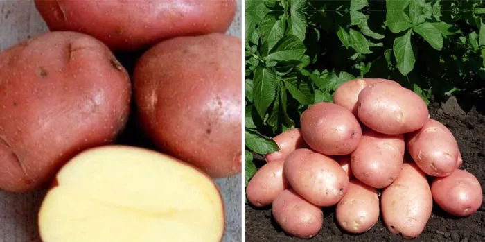 Сорт картофеля Мишка: описание, сравнение в таблицах + мнения специалистов