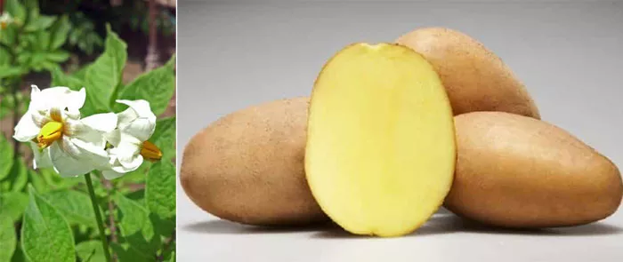 Сорт картофеля Молли: характеристики в таблице и сравнение, отзывы