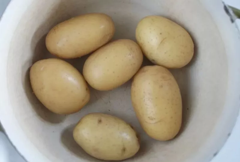 Сорт картофеля Молли: характеристики в таблице и сравнение, отзывы