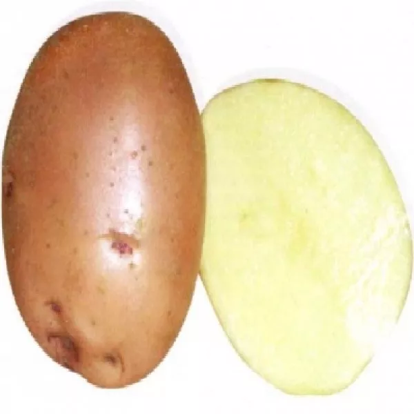 Сорт картофеля Накра: характеристика и сравнение, отзывы
