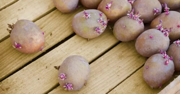 Сорт картофеля Накра: характеристика и сравнение, отзывы