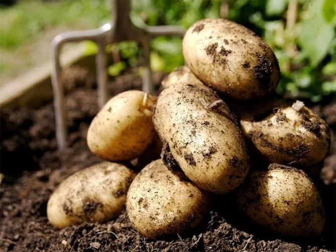 Сорт картофеля Ривьера: характеристика, описание и отзывы, вкусовые качества, агротехника, фото