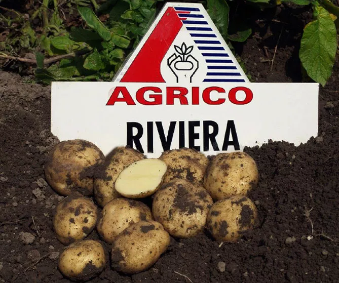 Сорт картофеля Ривьера: характеристика, описание и отзывы, вкусовые качества, агротехника, фото